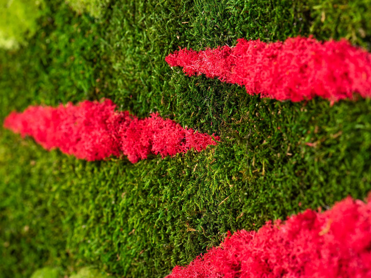 Green and Red Moss Art by Luxana