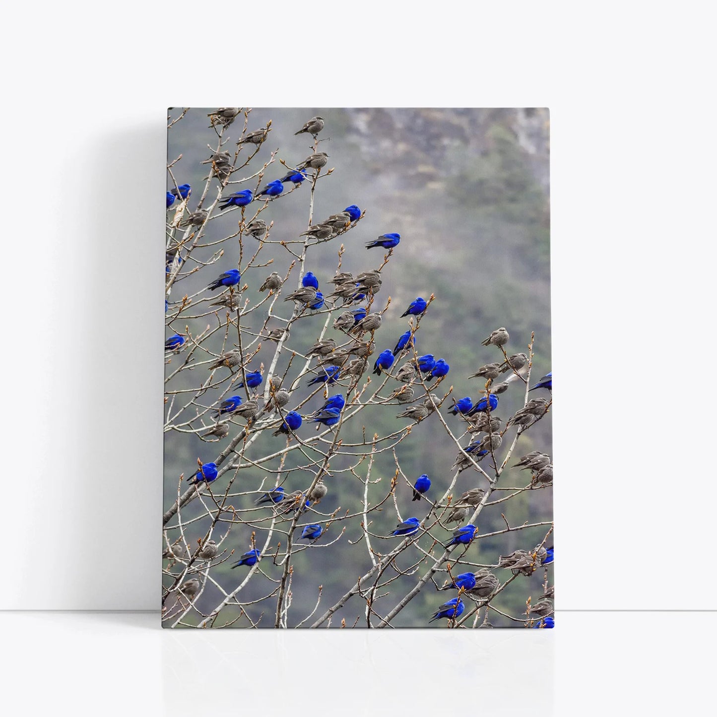 The Blue Birds Canvas