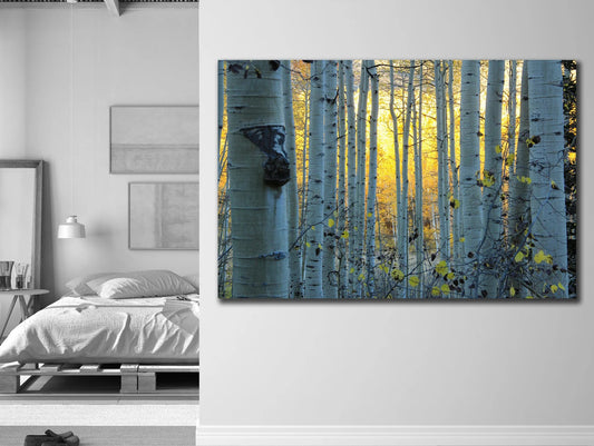 The Birch Forest Canvas