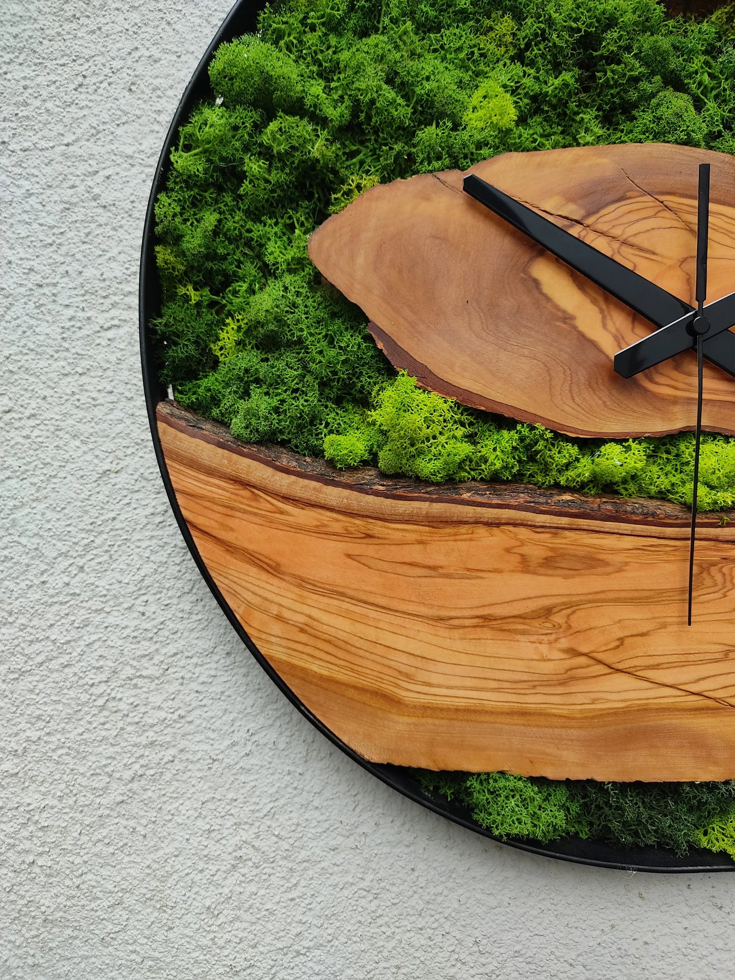 Olive tree wood-moss clock