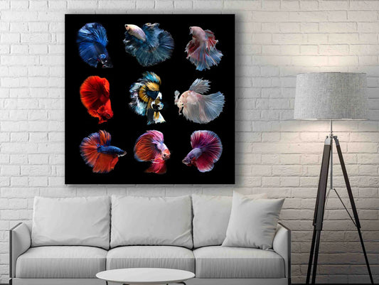 Siamese fighting fish canvas